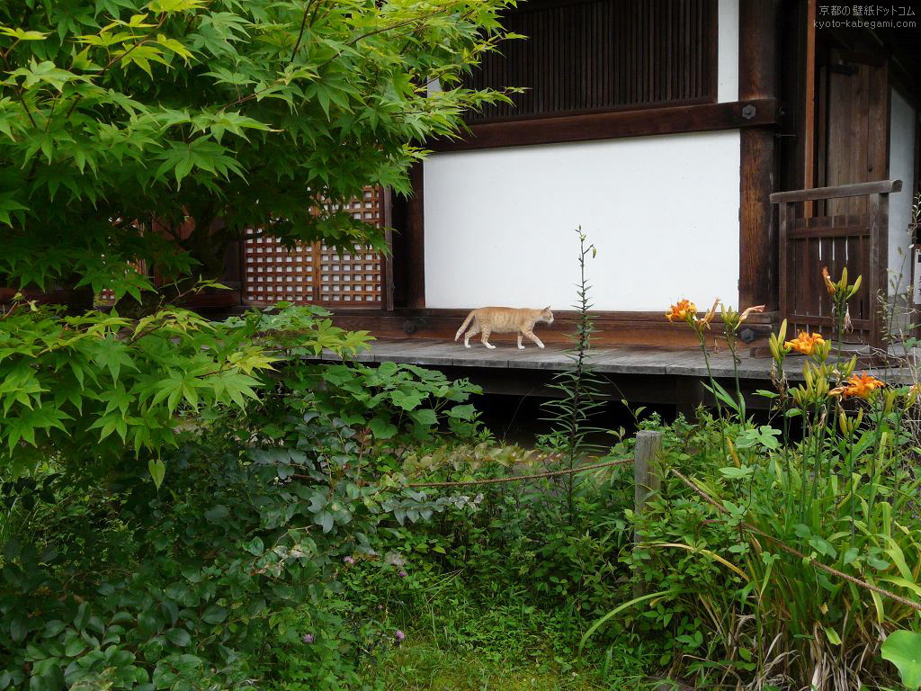 浄瑠璃寺壁紙30　本堂と猫
