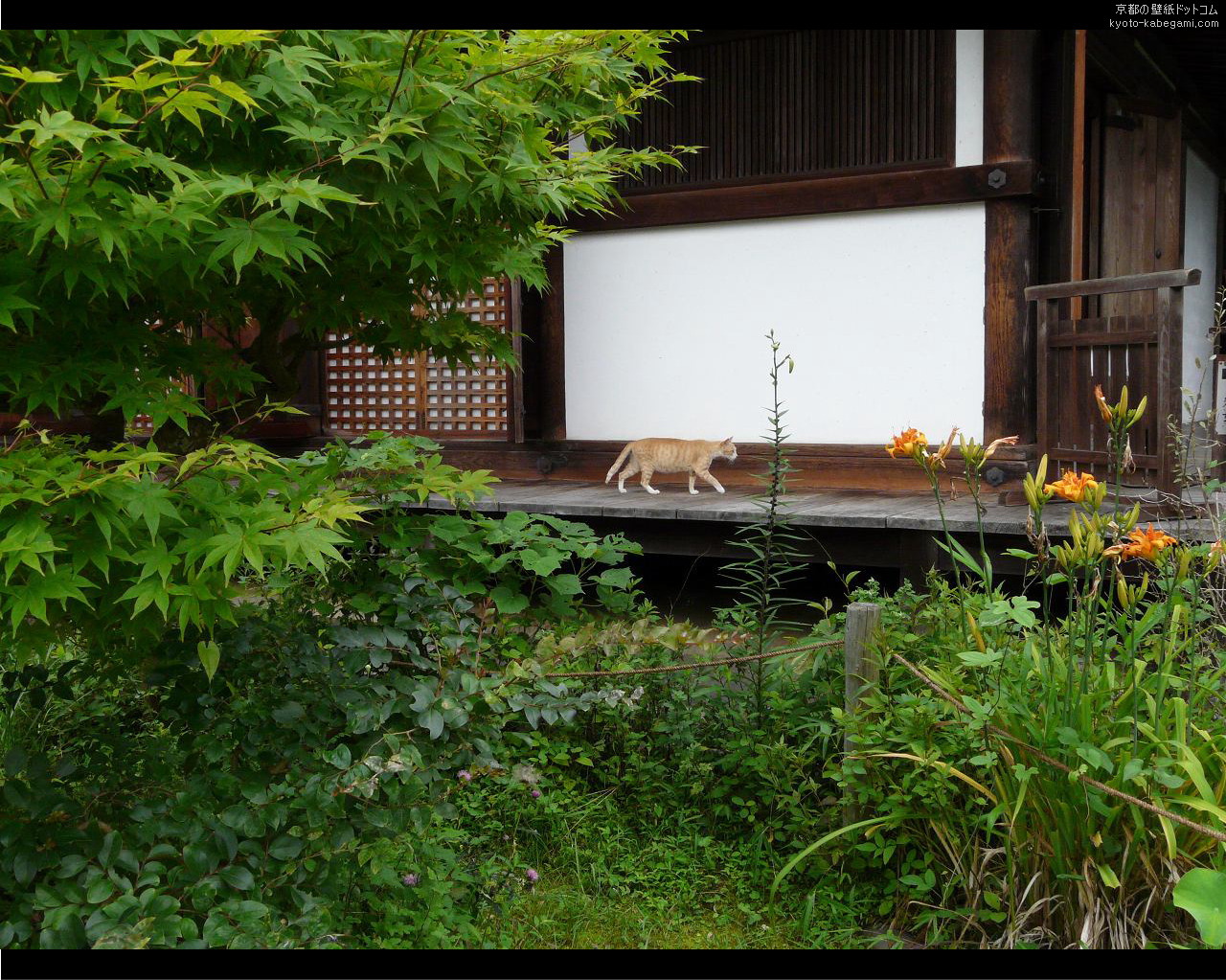 浄瑠璃寺壁紙30　本堂と猫